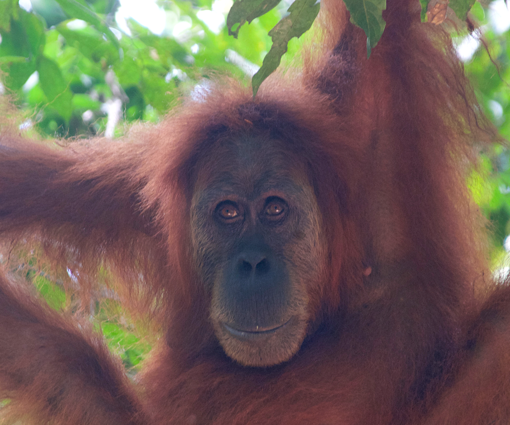 Sumatra, Indonesien